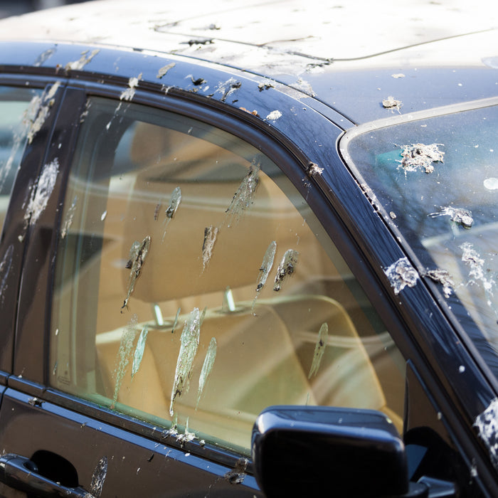 Car with bird poo